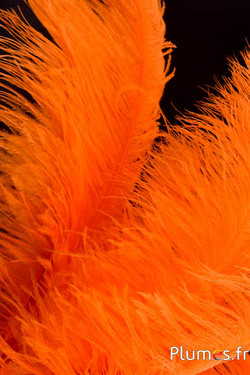 Autruche premium - 50-60 cm - orange